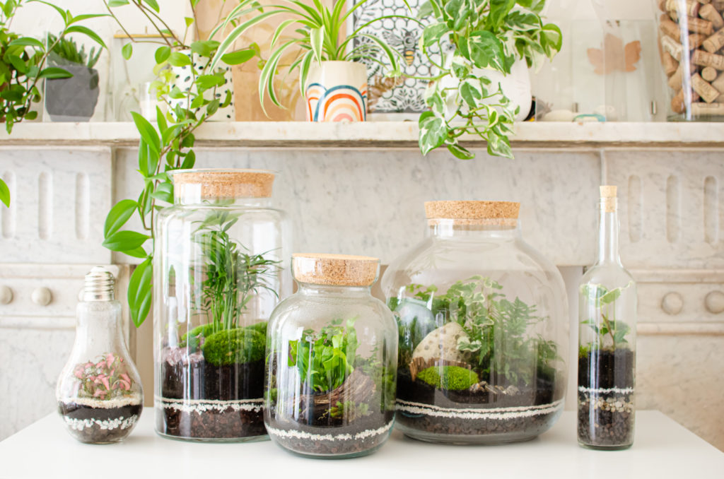 few sizes and shapes of closed terrariums